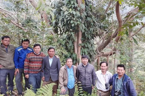 Quần thể 959 cây lim xanh quý hiếm cùng 11 cây đa cổ thụ ở huyện Tây Giang, Quảng Nam vừa được công nhận là Cây di sản Việt Nam