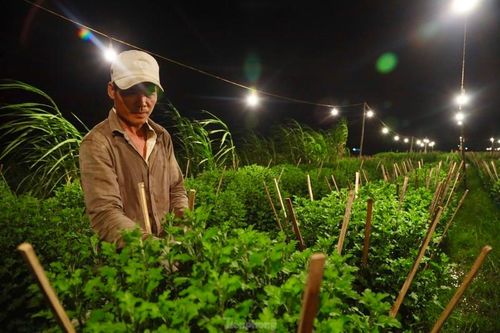 Chong đèn, đánh lừa 'không cho hoa ngủ' ở thủ phủ hoa cúc
