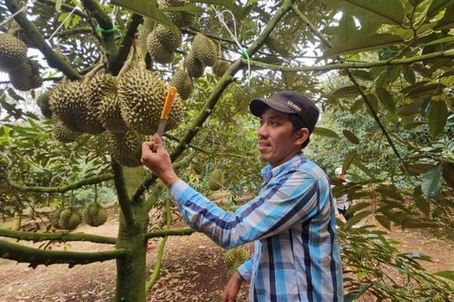 Sầu riêng - Cây đổi đời trên miền đất đỏ