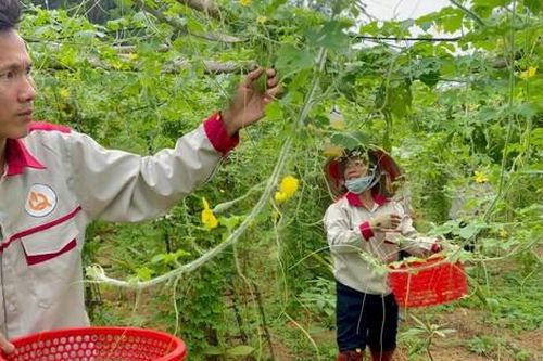 Nhà nông trẻ kiếm tiền tỉ từ mướp đắng rừng