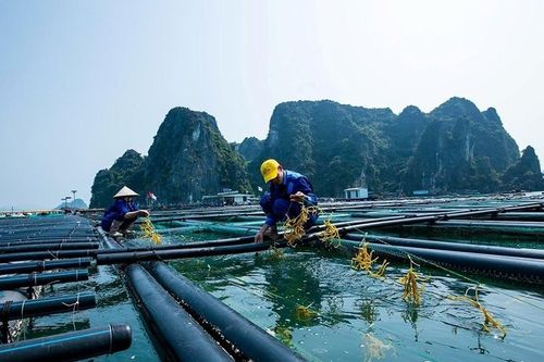 Nhân lực là yếu tố cốt lõi cho phát triển kinh tế biển bền vững