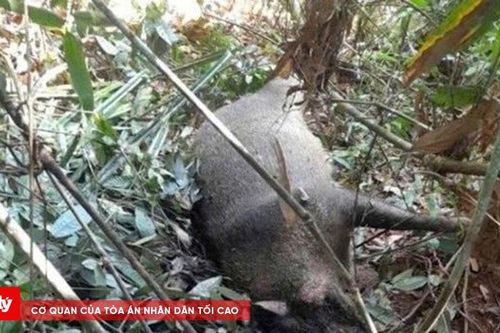 Lợn rừng chết bất thường trong Vườn quốc gia Pù Mát