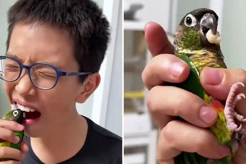 Video cậu bé nhờ vẹt nhổ răng sữa khiến dân mạng thích thú
