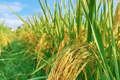 ThaiBinh Seed: Nhiều giống lúa xuất sắc vụ xuân 2025