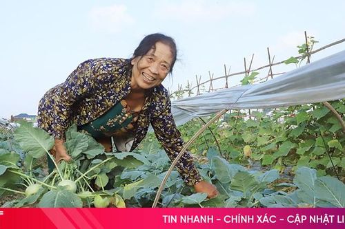 Giá rau xanh ở Hà Tĩnh giảm mạnh