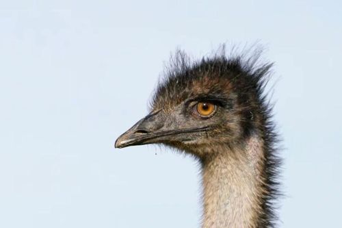 Đà điểu đã thắng 'Cuộc chiến Emu' và thành biểu tượng của Australia như thế nào?