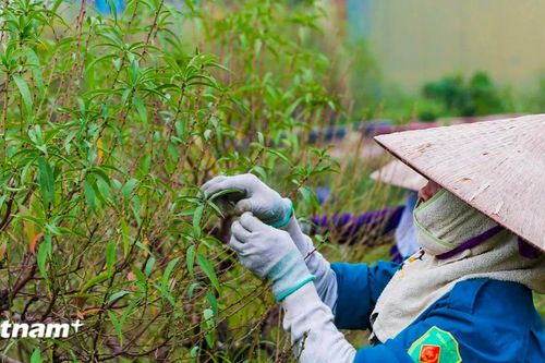 Làng trồng đào, quất ở Hà Nội nỗ lực chăm sóc cây để kịp cung ứng dịp Tết