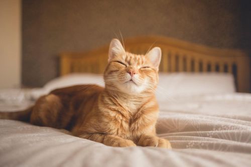 Giải mã bí ẩn di truyền về màu lông mèo cam
