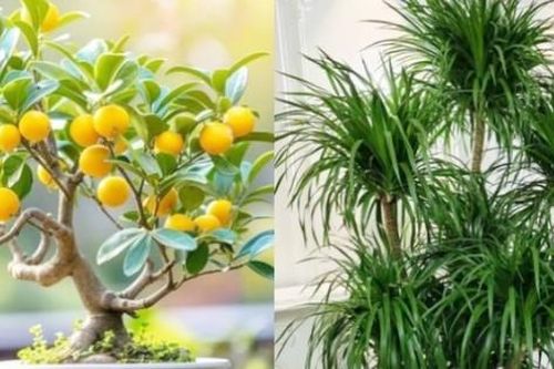 4 cây cảnh được cho là sẽ mang phú quý tài lộc vào nhà ngày Tết, cái cuối cùng không ai ngờ tới