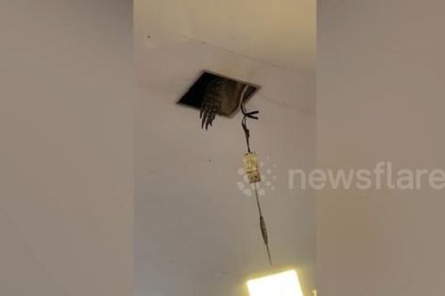 Nhìn lên trần nhà, thực khách hoảng loạn khi chứng kiến cảnh đáng sợ