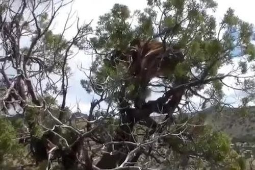 CLIP: Báo sư tử hoảng sợ leo cây thoát thân trước sự truy đuổi của bầy chó săn hung hãn