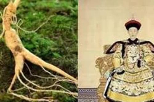 Chỉ có ăn nhân sâm như Càn Long mới có thể sống thọ lâu hơn!