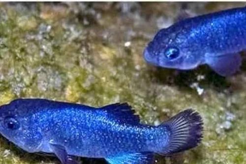 Loài cá quý giá nhất thế giới, tồn tại ở sa mạc gần 6 vạn năm, toàn thế giới chỉ còn 38 con