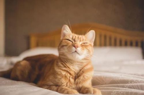 Giải mã gen màu lông cam ở mèo
