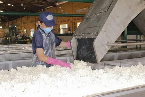 Mủ cao su được giá giúp nông dân thu đến 90 triệu đồng/ha