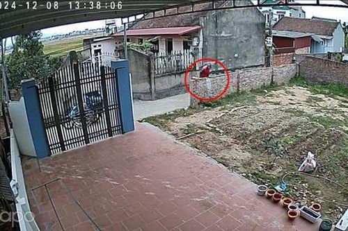 Chủ nhà bất ngờ trước pha xử lý cồng kềnh của anh shipper qua camera an ninh