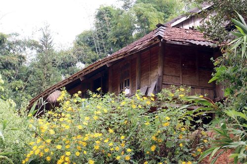 Lên Điện Biên mùa dã quỳ khoe sắc