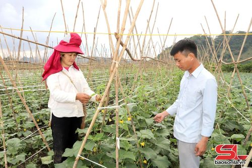 Mai Sơn sản xuất rau vụ đông