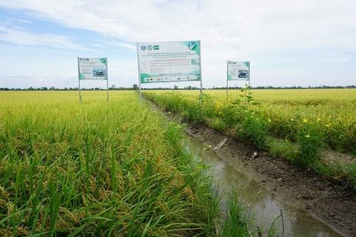 Thúc đẩy triển khai thực hiện Đề án một triệu héc-ta lúa chất lượng cao