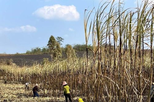 Kbang tích cực xây dựng phương án phòng-chống cháy mía