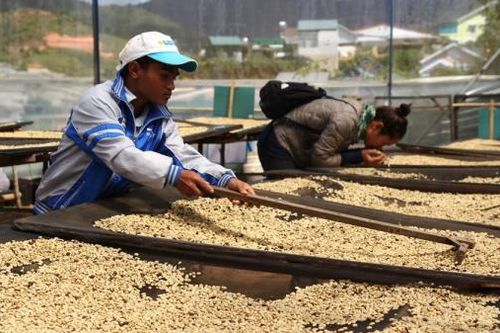 Giá cà phê tăng cao, nông dân cần chú trọng khâu thu hái để đảm bảo chất lượng