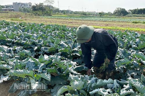 Nông dân Ninh Sơn tích cực chăm sóc rau vụ đông phục vụ thị trường Tết