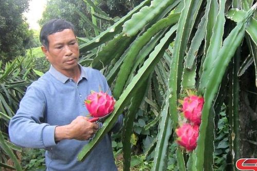 Đảng viên gương mẫu làm kinh tế giỏi