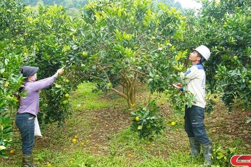 Mùa thu hoạch cây ăn quả ở Phù Yên