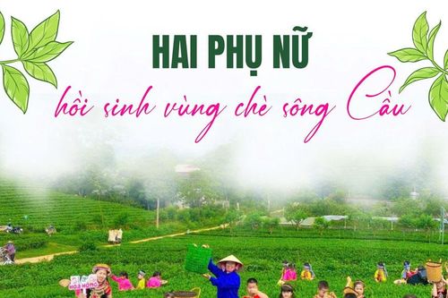 Hai phụ nữ hồi sinh vùng chè Sông Cầu