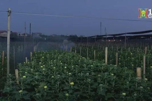 Tây Tựu chong đèn thúc hoa nở đón Tết