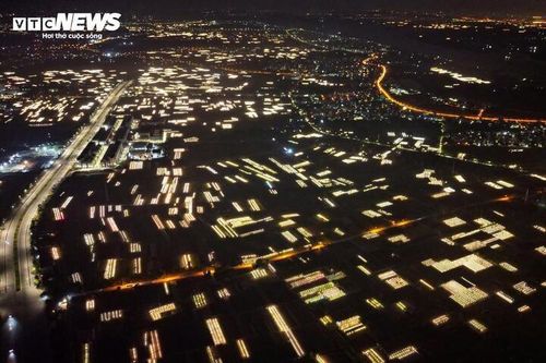 Chong đèn xuyên đêm, bắt hoa nở trúng Tết: 'Thủ phủ' hoa Hà Nội huyền ảo hút mắt