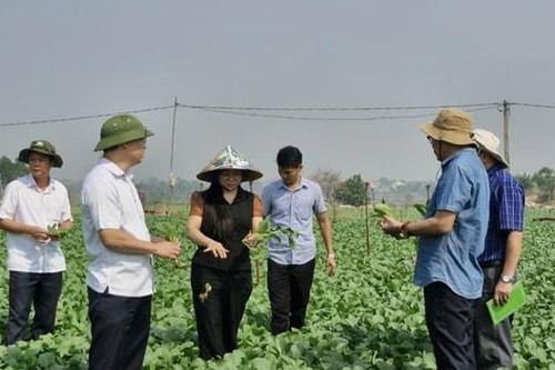 Mê Linh bảo đảm nguồn cung rau xanh dịp Tết