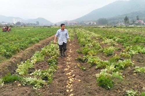 Sản xuất nông nghiệp thích ứng biến đổi khí hậu