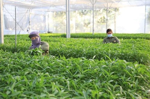 Góp phần mở rộng vùng sản xuất rau an toàn