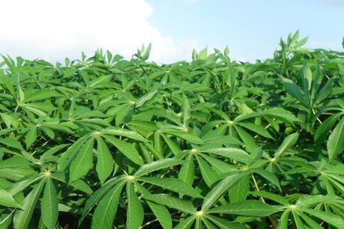 Say nồng hương sắn…