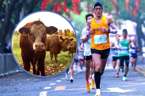 Giải chạy ở Trung Quốc tặng gà, bò cho người về đích sớm