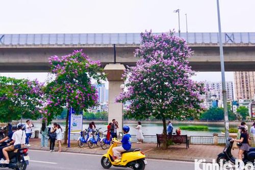 Phê duyệt điều chỉnh chỉnh cục bộ Quy hoạch chi tiết tại phường Ô Chợ Dừa