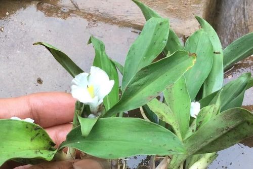 Tinh dầu kháng vi khuẩn gây mụn