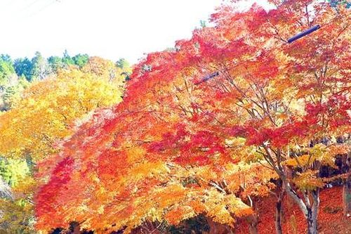 Mê mẩn cảnh sắc mùa thu lá đỏ, lá vàng ở Nhật Bản