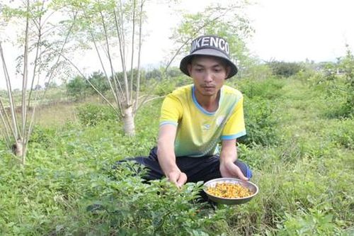 Khởi nghiệp từ nông nghiệp sạch, hữu cơ: Xu hướng của nhiều người trẻ Quảng Ngãi