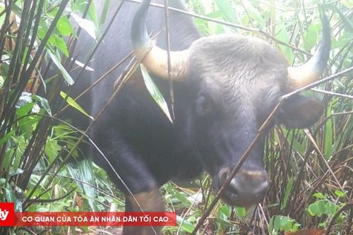 Phát hiện bò tót, gấu ngựa quý hiếm tại Vườn quốc gia Chư Mom Ray