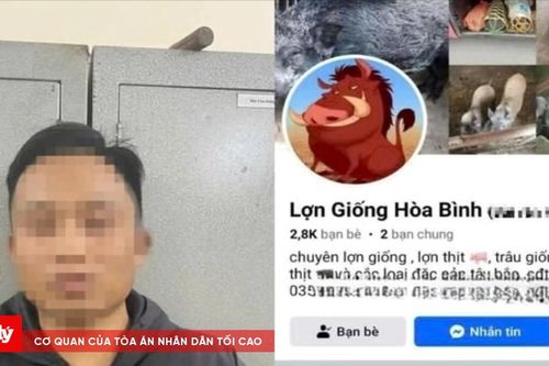 Lừa mua bán lợn trên mạng để chiếm đoạt tiền đặt cọc