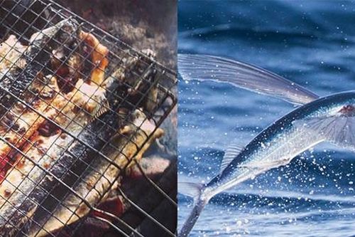 Loài cá biết bay trên mặt nước là đặc sản độc lạ ở Quảng Nam