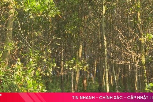 Phấn đấu mỗi năm trồng mới 8.000 ha rừng