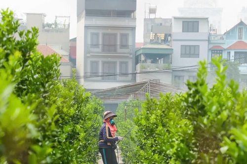 Bất chấp 'di chứng' của siêu bão Yagi, thủ phủ đào, quất Hà Nội tất bật vào mùa