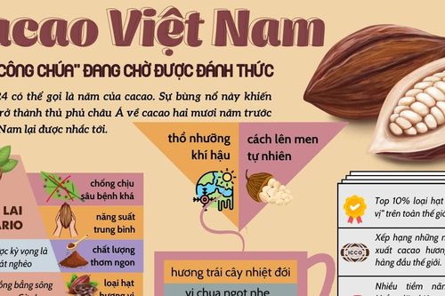 Đã đến lúc cacao Việt Nam trở lại với giấc mơ trở thành 'thủ phủ' của châu Á?