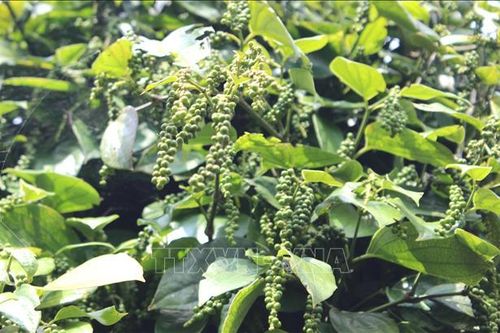Tái thiết ngành hồ tiêu theo hướng bền vững
