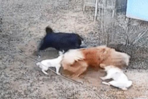 CLIP: Quyết tử chiến phân thắng bạn, chó Rottweiler và chó ngao Tây Tạng đối đầu kịch liệt: Ai là kẻ chiến thắng?