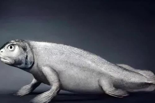 Tổ tiên loài người không phải là vượn mà là một loại cá? 'Hóa thạch cá' 400 triệu năm tuổi đưa ra bằng chứng