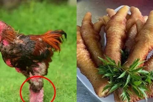 Loại gà thuần chủng quý hiếm thế giới chỉ Việt Nam có: Giá 50 triệu/con, cặp chân là đặc sản cực đắt